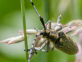 Agapanthia villosoviridescens